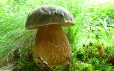 Quiz 13 – La famille des Boletus