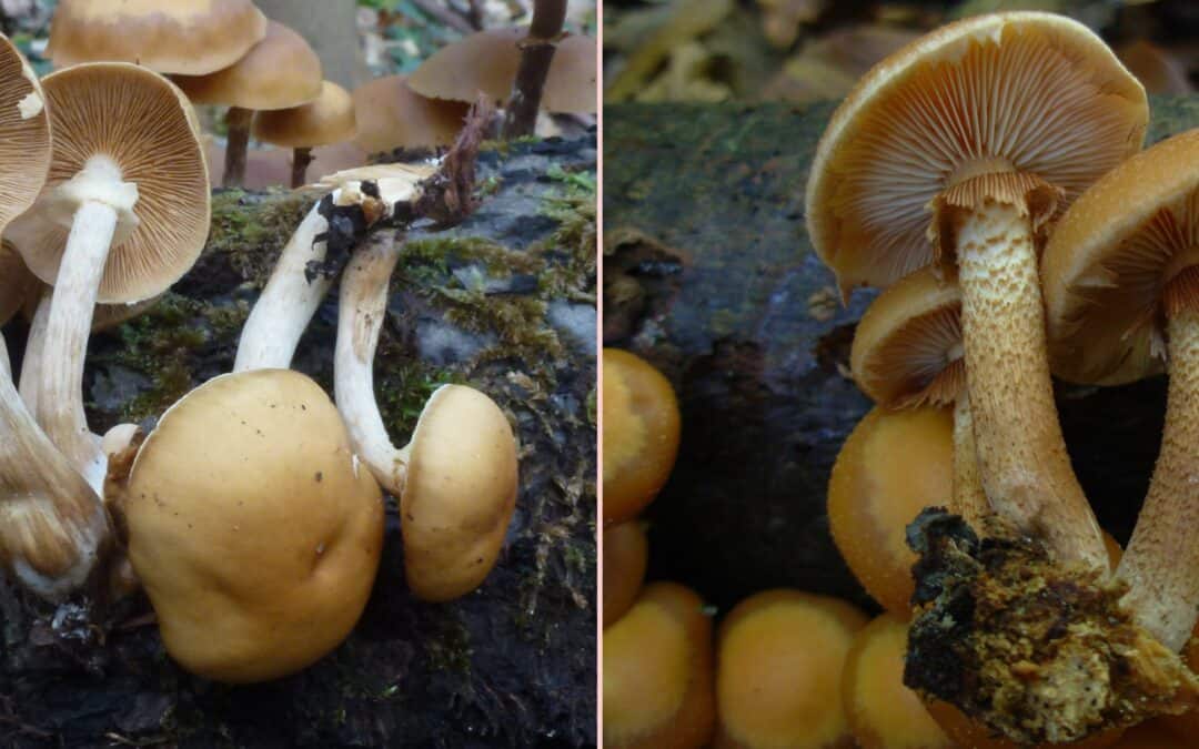 Kuehneromyces mutabilis-Galerina marginata