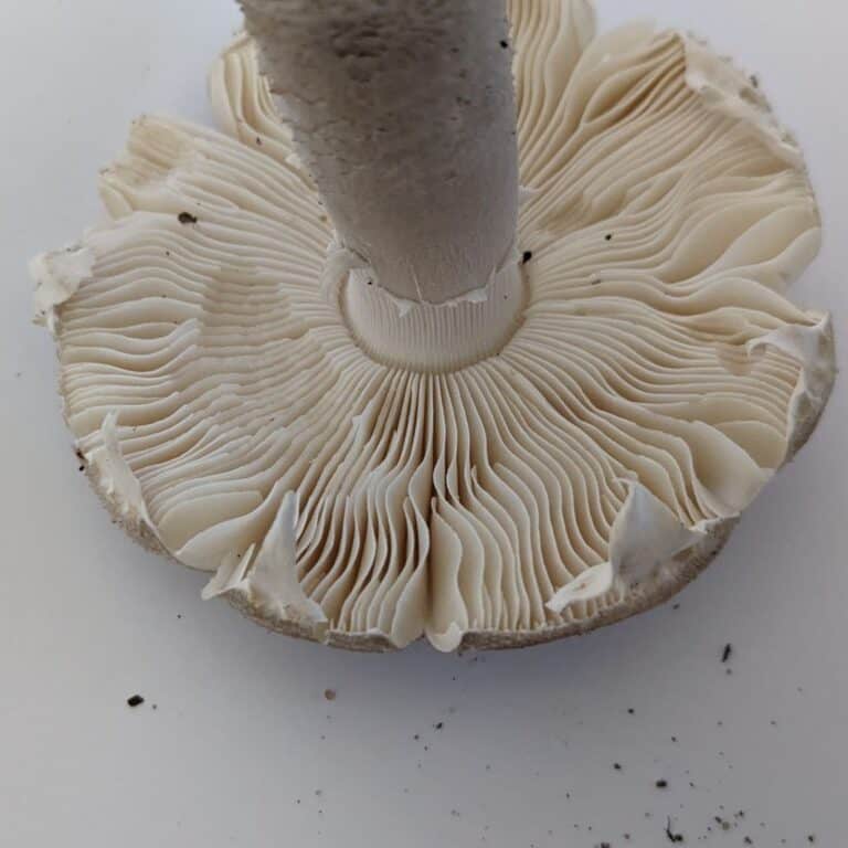 Levitas Top - Amanita