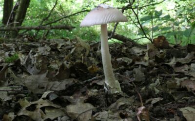 Quiz 11 – Quelques amanites