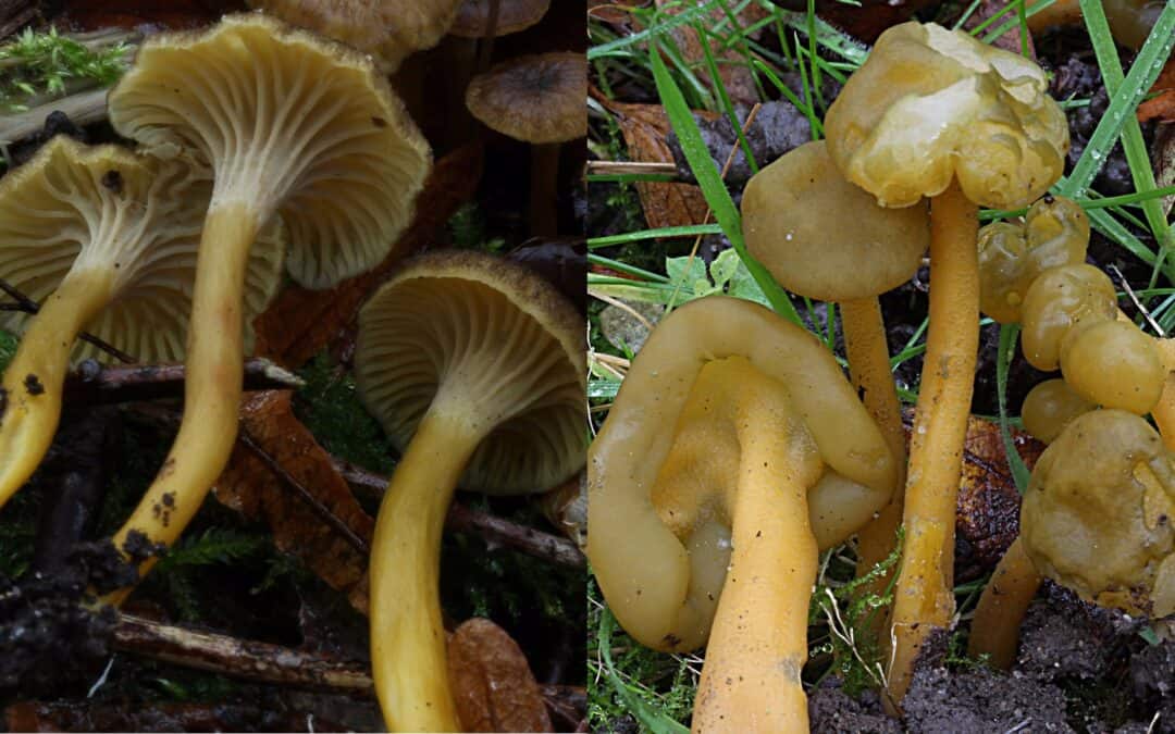 Cantharellus tubaeformis – Leotia lubrica