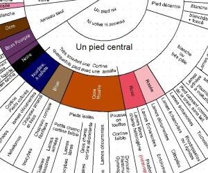 Quiz – Connaissances mycologiques (1)