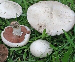 Les Agarics