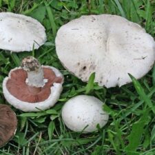 Les Agarics