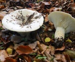 Quiz 17 – Les lactaires