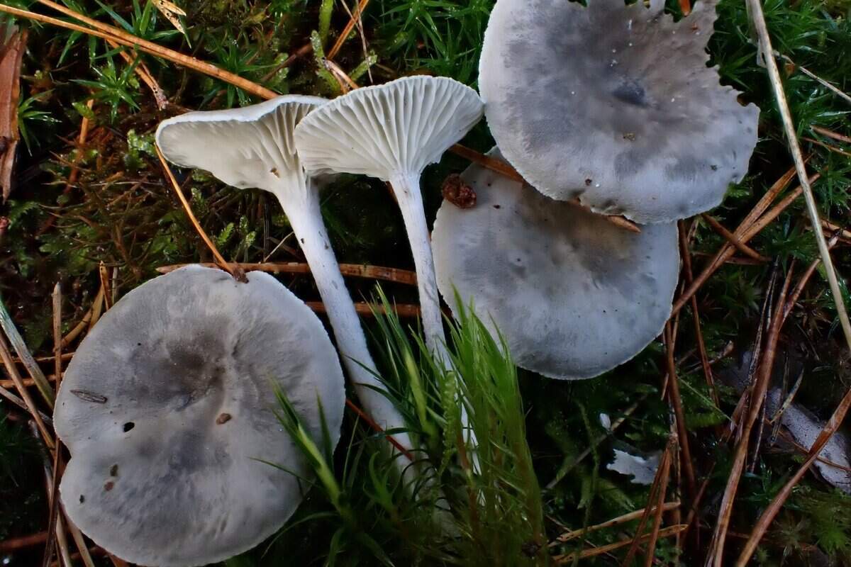 CR2025-10-26 cantharellula umbonata