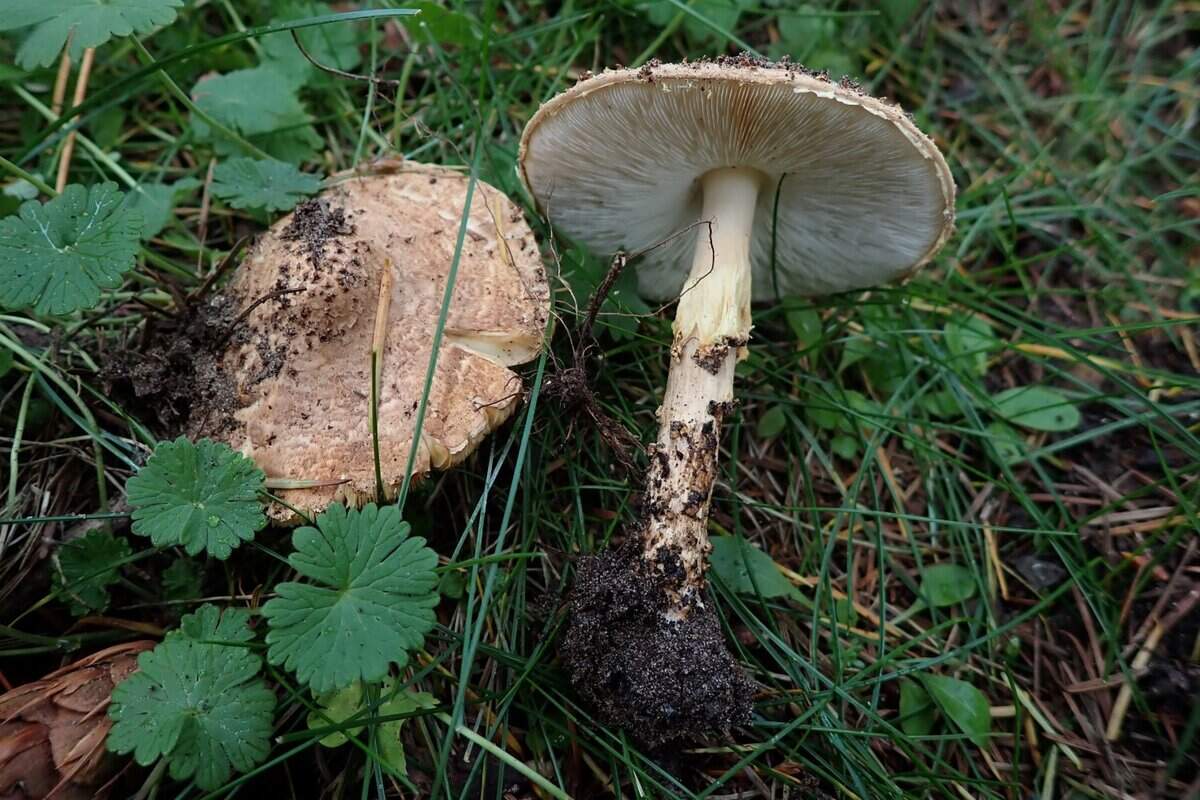 CR2025-10-26 echinoderma asperum