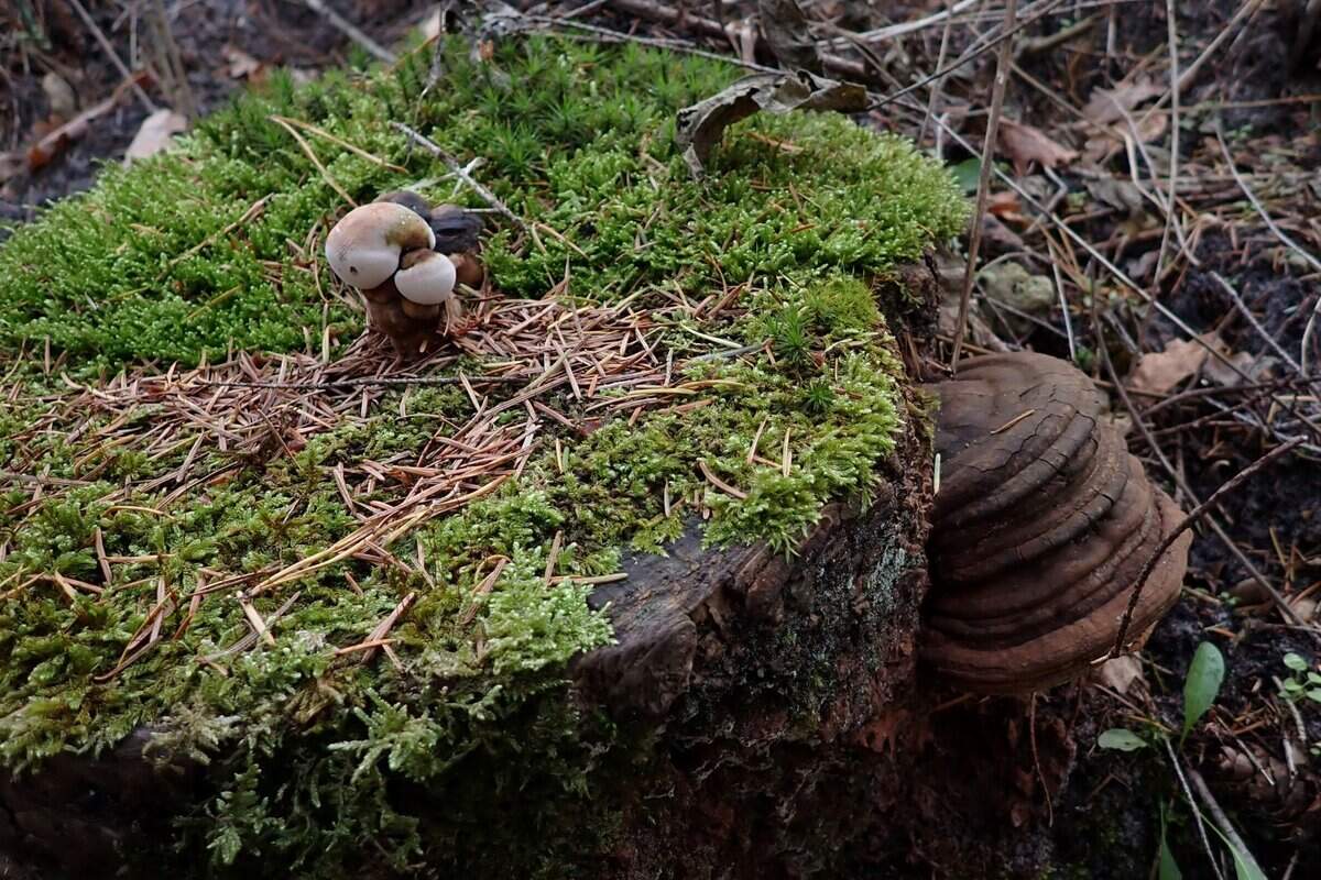 CR2025-10-26 ganoderma