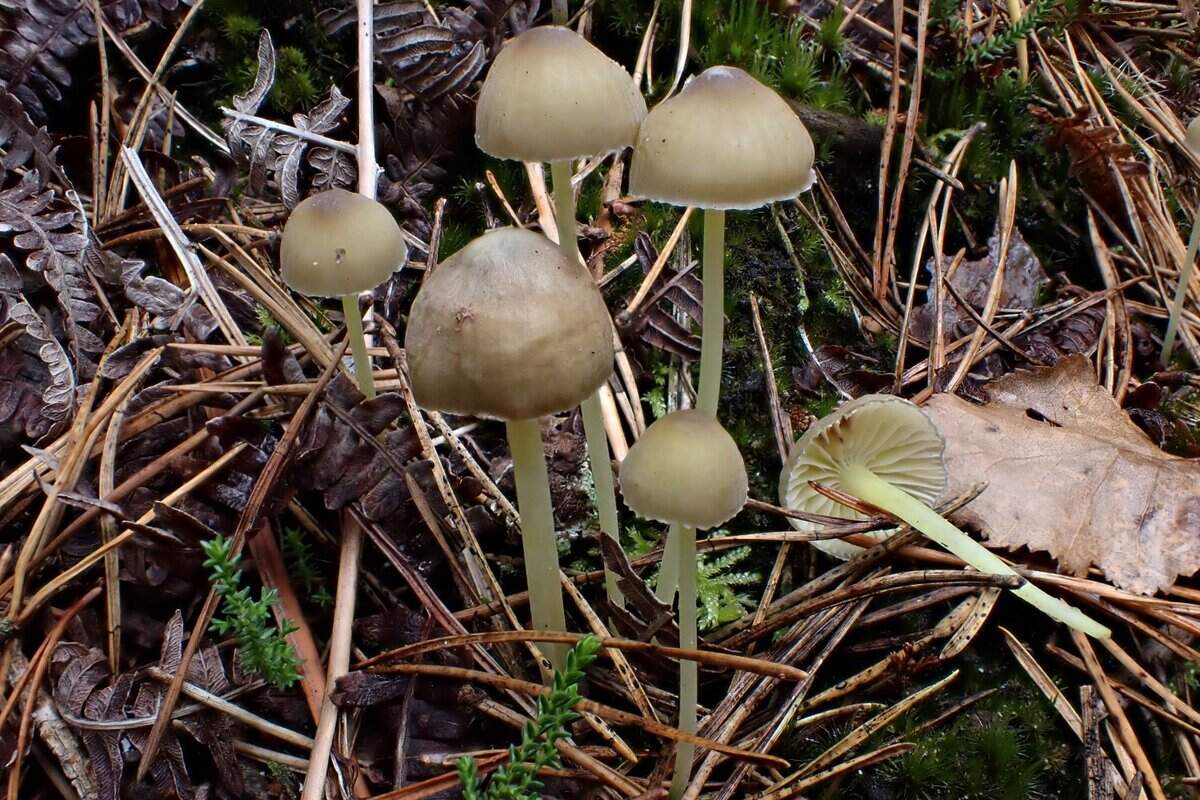 CR2025-10-26 mycena epipterygia