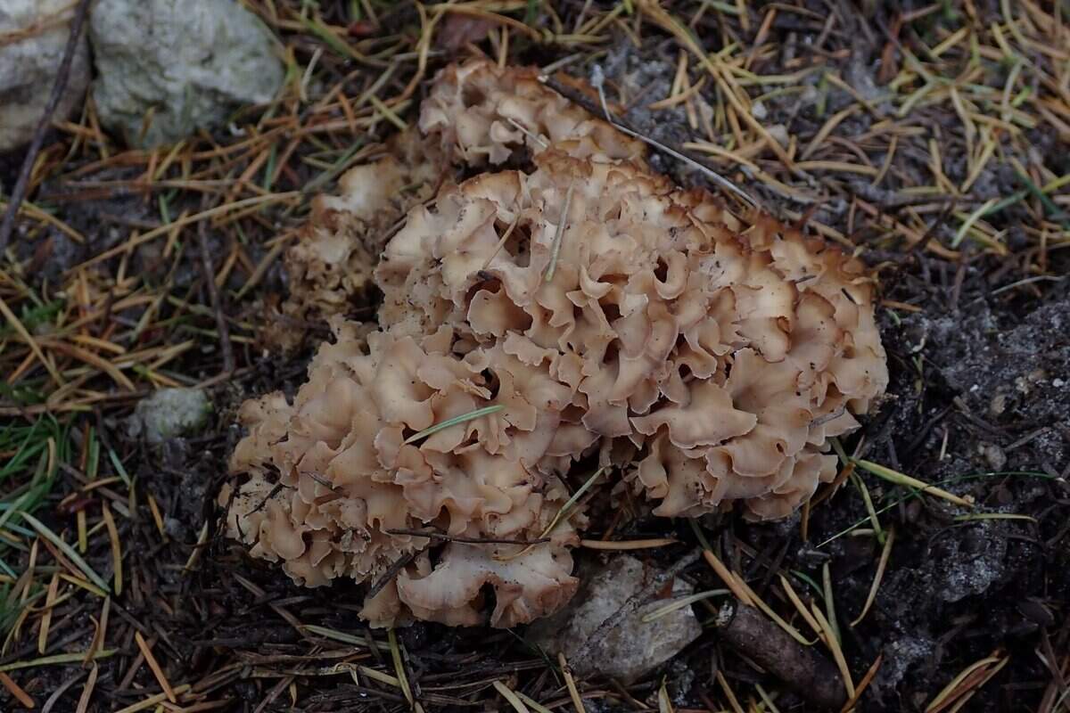 CR2025-10-26 sparassis crispa