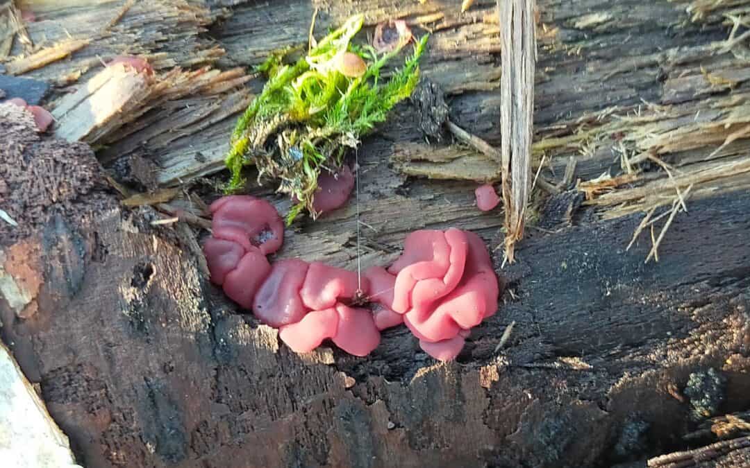 Ascocoryne cilichnium