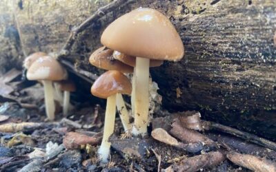 Quiz 15 – A la découverte des Psathyrelles