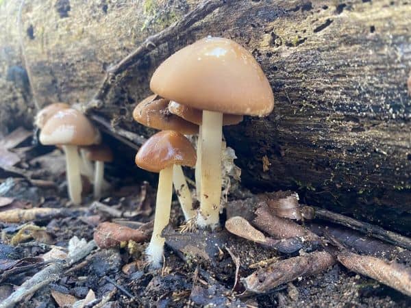 Quiz 15 – A la découverte des Psathyrelles