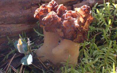 CR Sortie du 29 mars 2026