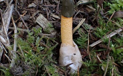Mutinus caninus