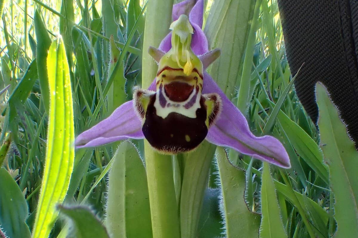 CR 26-05-09 Ophrys abeille