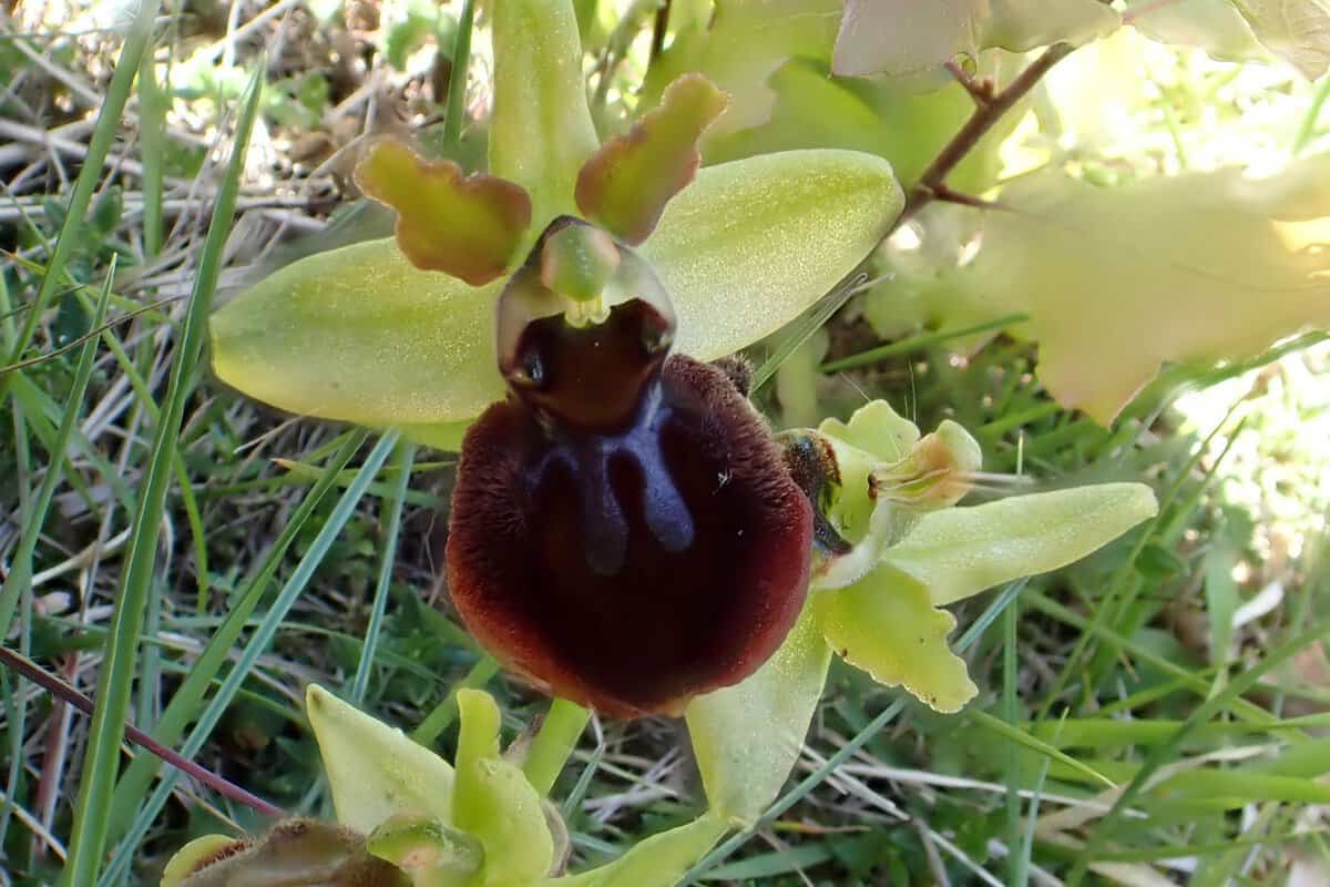 CR 26-05-09 Ophrys araignée