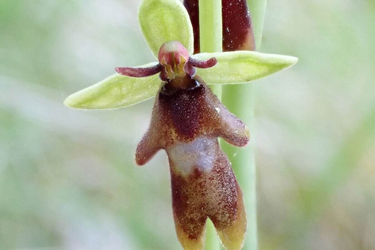 CR 26-05-09 Ophrys mouche