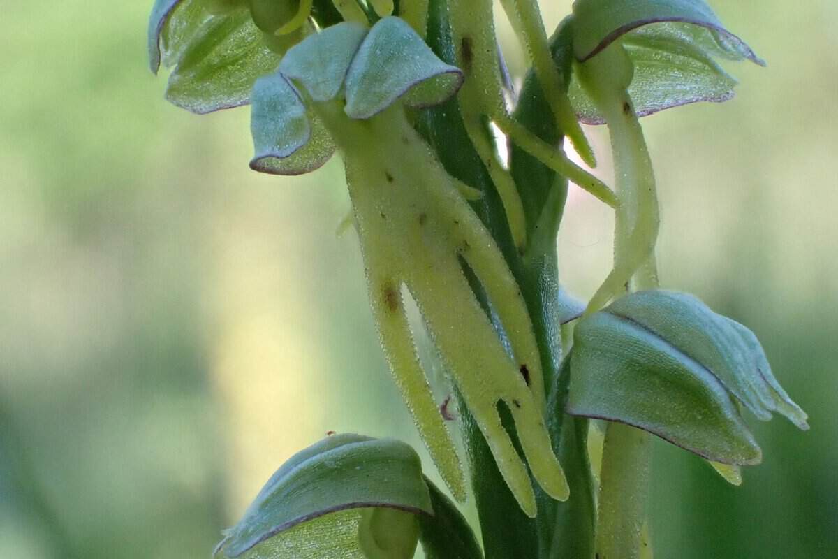CR 26-05-09 Orchis homme pendu