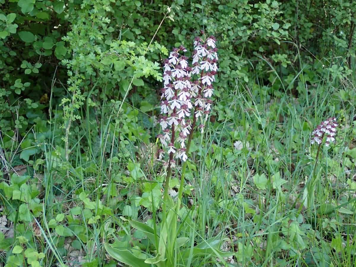 CR 26-05-09 Orchis pourpre 01