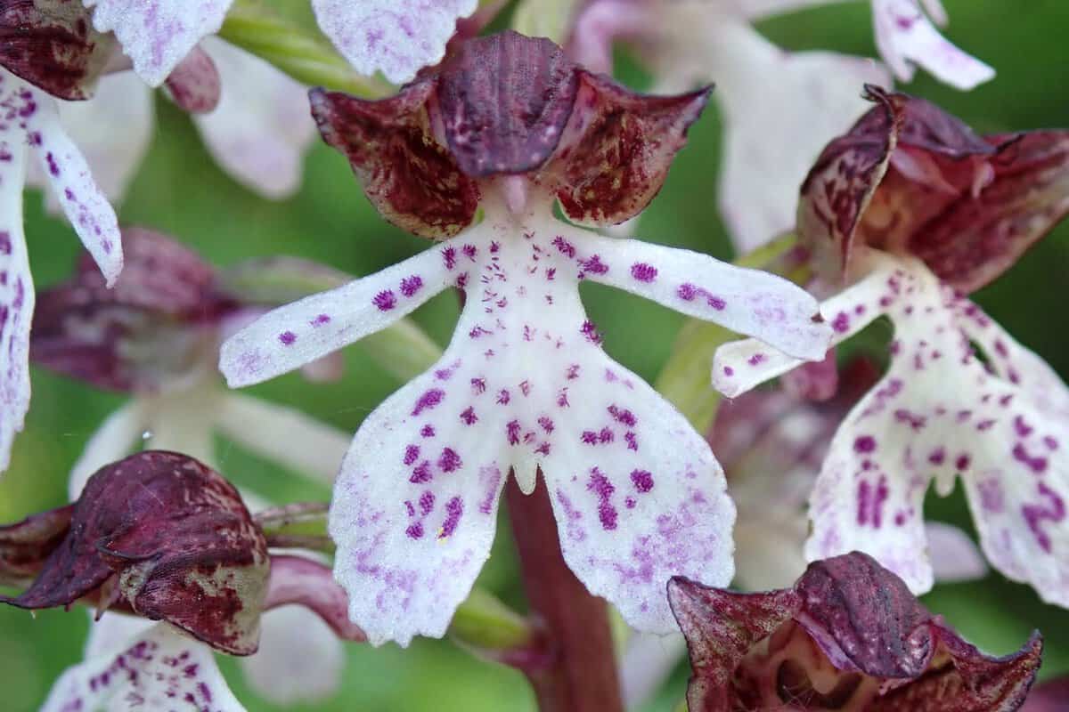CR 26-05-09 Orchis pourpre 02