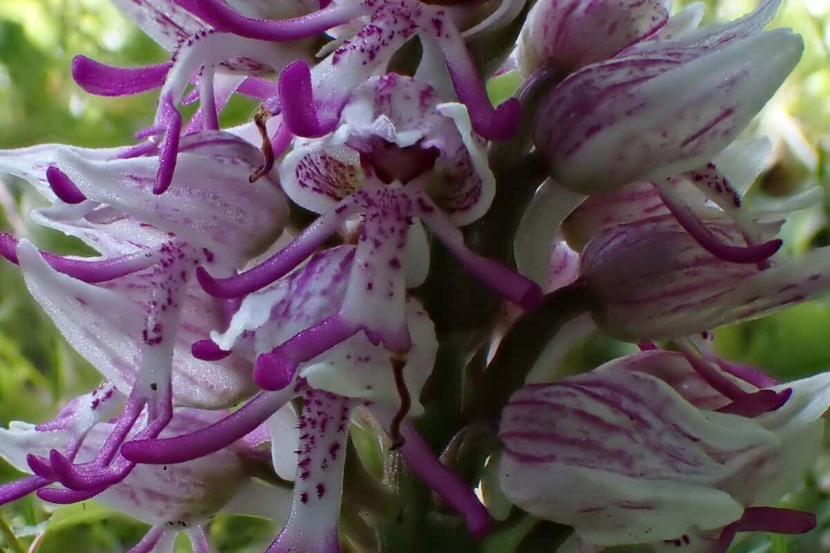 CR 26-05-09 Orchis singe