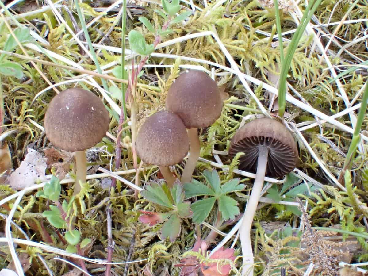 CR 26-05-09 Panaeolus fimicola