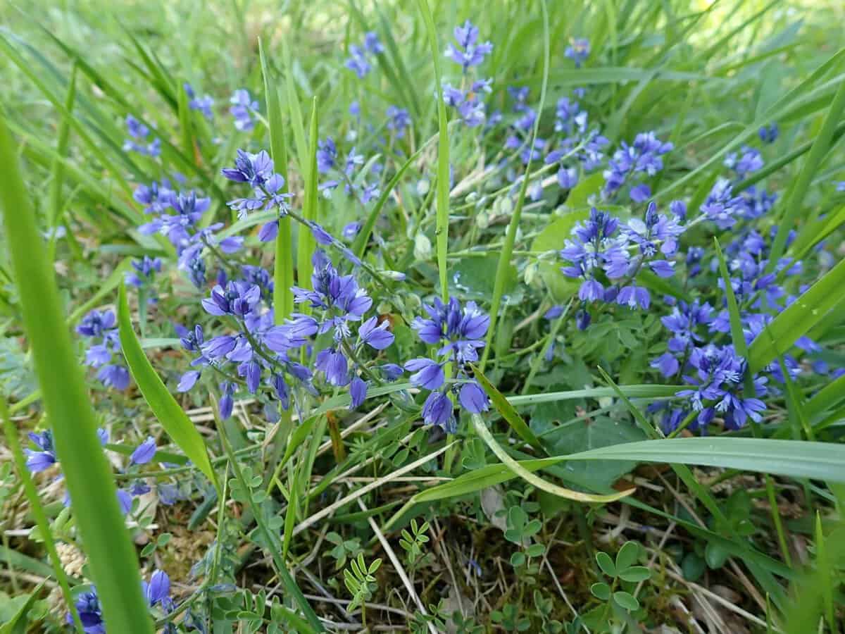 CR 26-05-09 Polygala commun
