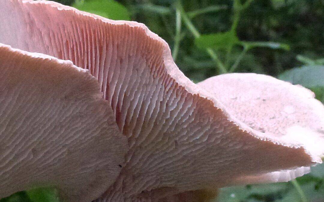 Neolentinus schaefferi